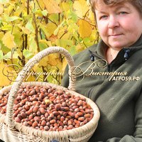 Фундук ИСАЕВСКИЙ Фундук ИСАЕВСКИЙ